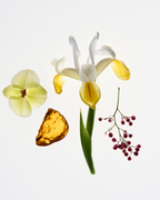 Top Shelf Essentials